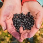 blåbär nyttigt